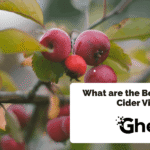 What are the Benefits of Apple Cider Vinegar